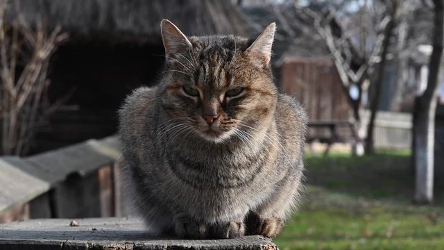 Brown silver cat on a village fence