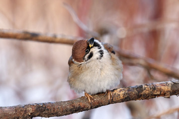 Eurasian tree sparrow sitting on branch. Cute common park brown songbird in wildlife.