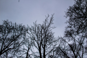 A tree branches on the grey sky. A Mainly gloomy cloudy day. Looking up to grey sky through tree branches. Beautiful black branches in front of grey sky. Naked trees against gray sky.