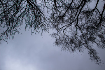 Fototapeta na wymiar A tree branches on the grey sky. A Mainly gloomy cloudy day. Looking up to grey sky through tree branches. Beautiful black branches in front of grey sky. Naked trees against gray sky.