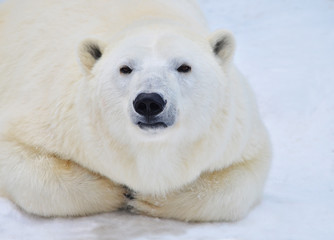 Fototapeta na wymiar polar bear on white background