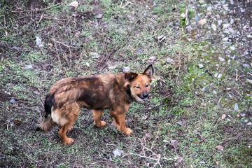 Poor skinny homeless dog Against a dirty grass