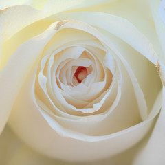 Close-up of white rose on white background. For Valentine's Day card design and wedding. International Women's Day