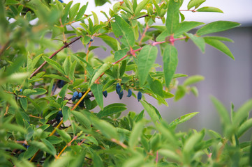 A bush of blue honeysuckle growing in a garden. Woodbine berries grown in the village eco farm concept.