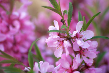 Fototapeta premium Sakura cherry blossoms close up, flower branches in pink color full bloom during spring season.