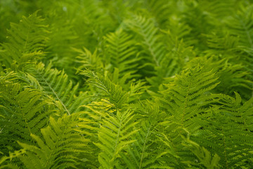 Perfect green fern pattern for eco design. Beautiful greenery backdrop made with fresh young fern leaves. Natural floral fern background in sunlight.