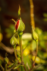 Small rose bud