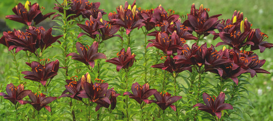 Beautiful dark red lilies with bright vibrant orange stamen, covered in pollen. Almost purple-black asian hybrid lily flowers called "Mapira" on green grass growing in the garden. Banner or backdrop.