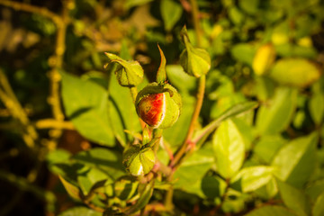 Small rose bud