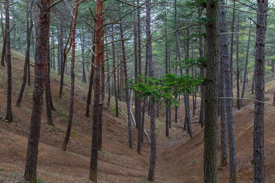 Bosque de coníferas. Abeto de Douglas y Pinos Silvestres o Albares. Pseudotsuga menziesii. Pinus sylvestris. Pinar de Las Lomas, León, España.