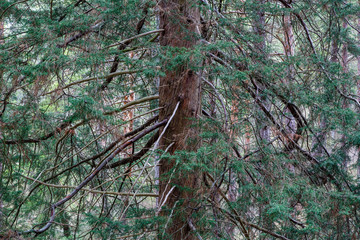 Fototapeta premium Cupressus macrocarpa. Cipr√©s de Monterrey. Detalle del tronco, las ramas y hojas del √°rbol.