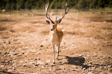 Cute spotted fallow deer is ruminant mammal belonging to the family Cervidae.