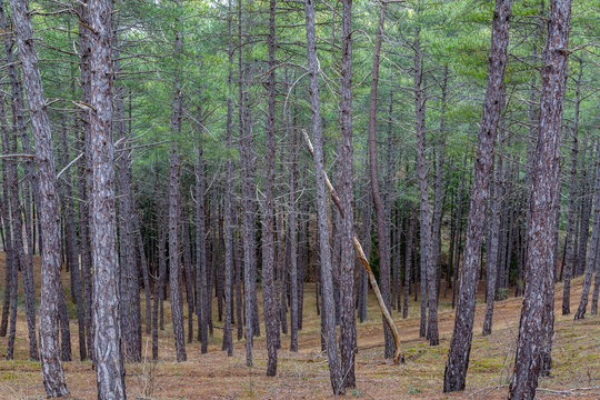 Bosque de coníferas. Pinus halepensis. Pino carrasco o de Alepo. Pinar de Las Lomas, León, España.