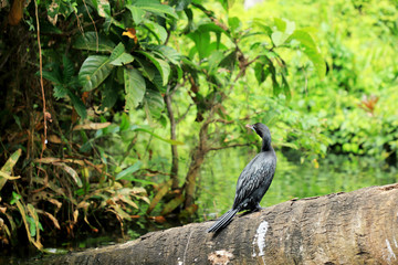 Black Bird in the forest