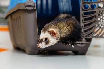 Veterinarian examines a ferret in a clinic. Preventive procedures at the veterinary clinic for a pet