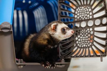 Veterinarian examines a ferret in a clinic. Preventive procedures at the veterinary clinic for a pet - 318875387