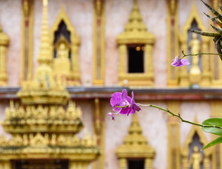 A purple orchid in front of the Wat Chalong Temple in Phuket
