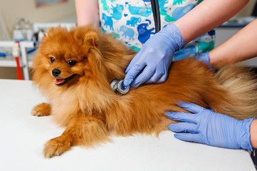 Prophylactic examination of the Spitz in a veterinary clinic. Reception at the veterinarian. Examination of the dog’s ears and teeth