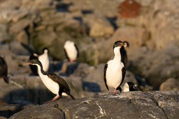 Fototapeta premium Huge imperial shag colonies on the islands of the Beagle Channel near Ushuaia, Tierra del Fuego, Argentina.