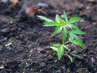 Side view of marijuana plant growing from the soil. Hemp green leaves for medical. Space for text. Farm cannabis plantation concept