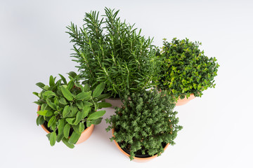 Pots with rosemary, oregano, sage and thyme plants