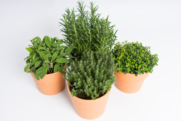 Pots with rosemary, oregano, sage and thyme plants