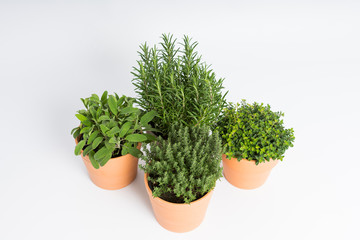 Pots with rosemary, oregano, sage and thyme plants