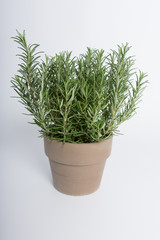 A pot of rosemary on a white surface