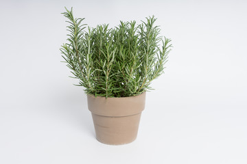 A pot of rosemary on a white surface