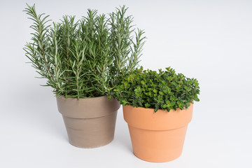 A pot of rosemary and a pot of oregano on a white surface