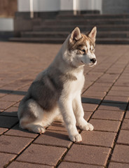 husky