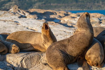 Huge sea lion and fur seal colonies on an island in the Beagle Channel near Ushuaia Tierra del Fuego, Argentina.