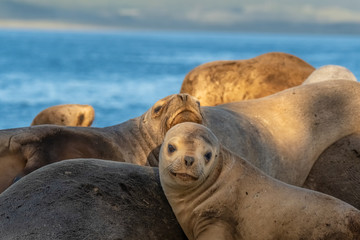 Huge sea lion and fur seal colonies on an island in the Beagle Channel near Ushuaia Tierra del Fuego, Argentina.