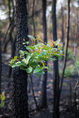 Bushfire regrowth from burnt bush