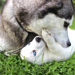 White Siberian Husky puppy plays with his mother on the lawn. Love without people concept. Family in the wild