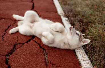 Fototapeta premium siberian husky in park