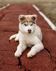 siberian husky in park