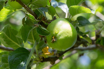 Green apple ripening on an apple tree in an orchard during summer