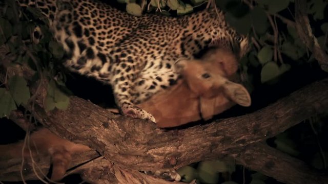 Leopard with its prey, a puku in a tree branch