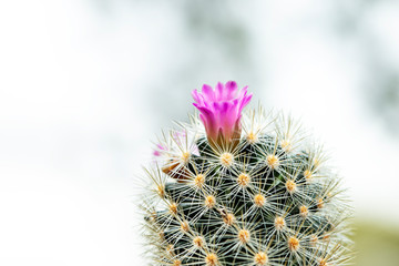 Beautiful pink cactus flowers in the garden.