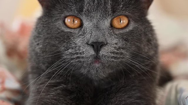 Dark silver british fold cat with orange eyes yawning in slow motion