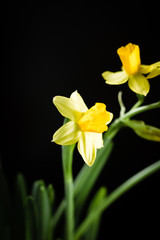 Naklejka na ściany i meble Daffodil or narcissus flowers on a black background.