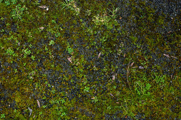 Mossy ground texture 2