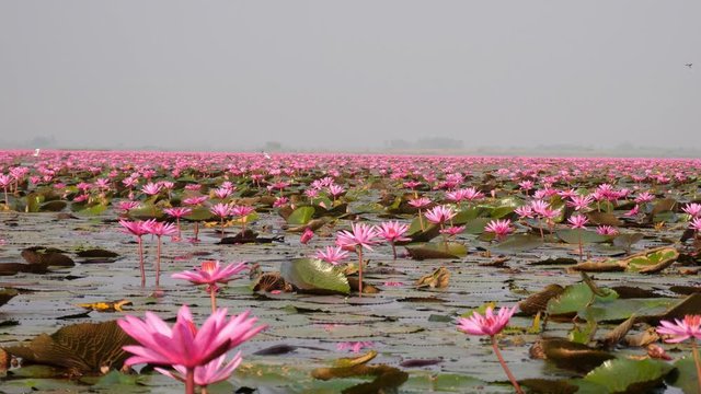 Udon Thani,Thailand-January 24, 2020: Morning scene of Red Lotus Lake or Talay Bua Daeng in Udon Thani, Thailand