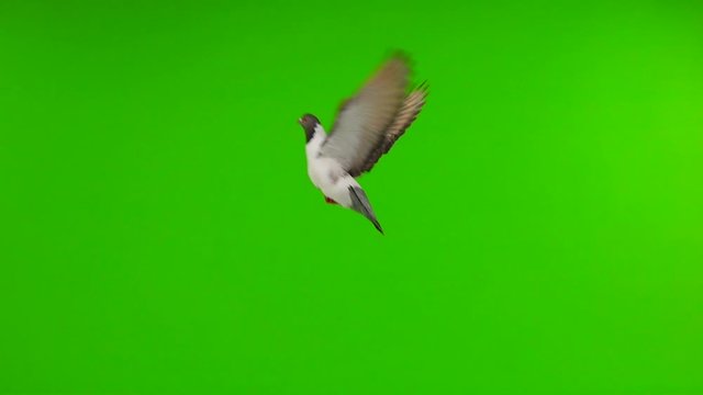 Slow motion,  A pigeon flies along a green screen.