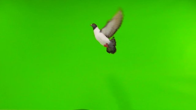 Flying pigeons in an isolated green screen. slow motion