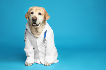 Cute Labrador dog in uniform with stethoscope as veterinarian on light blue background. Space for...