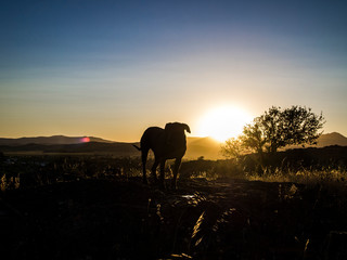 Fototapeta na wymiar Big dog silhouette with the sunset or sunrise as a background