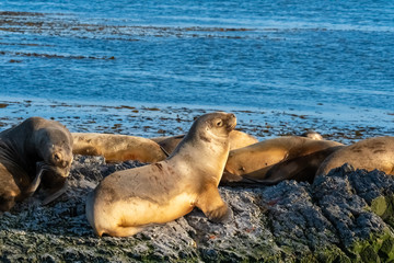 Huge sea lion and fur seal colonies on an island in the Beagle Channel near Ushuaia Tierra del Fuego, Argentina.