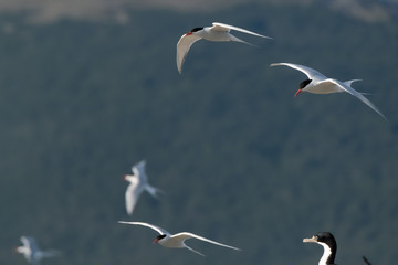 Obraz premium Huge antarctic tern colonies on the islands of the Beagle Channel near Ushuaia, Tierra del Fuego, Argentina.